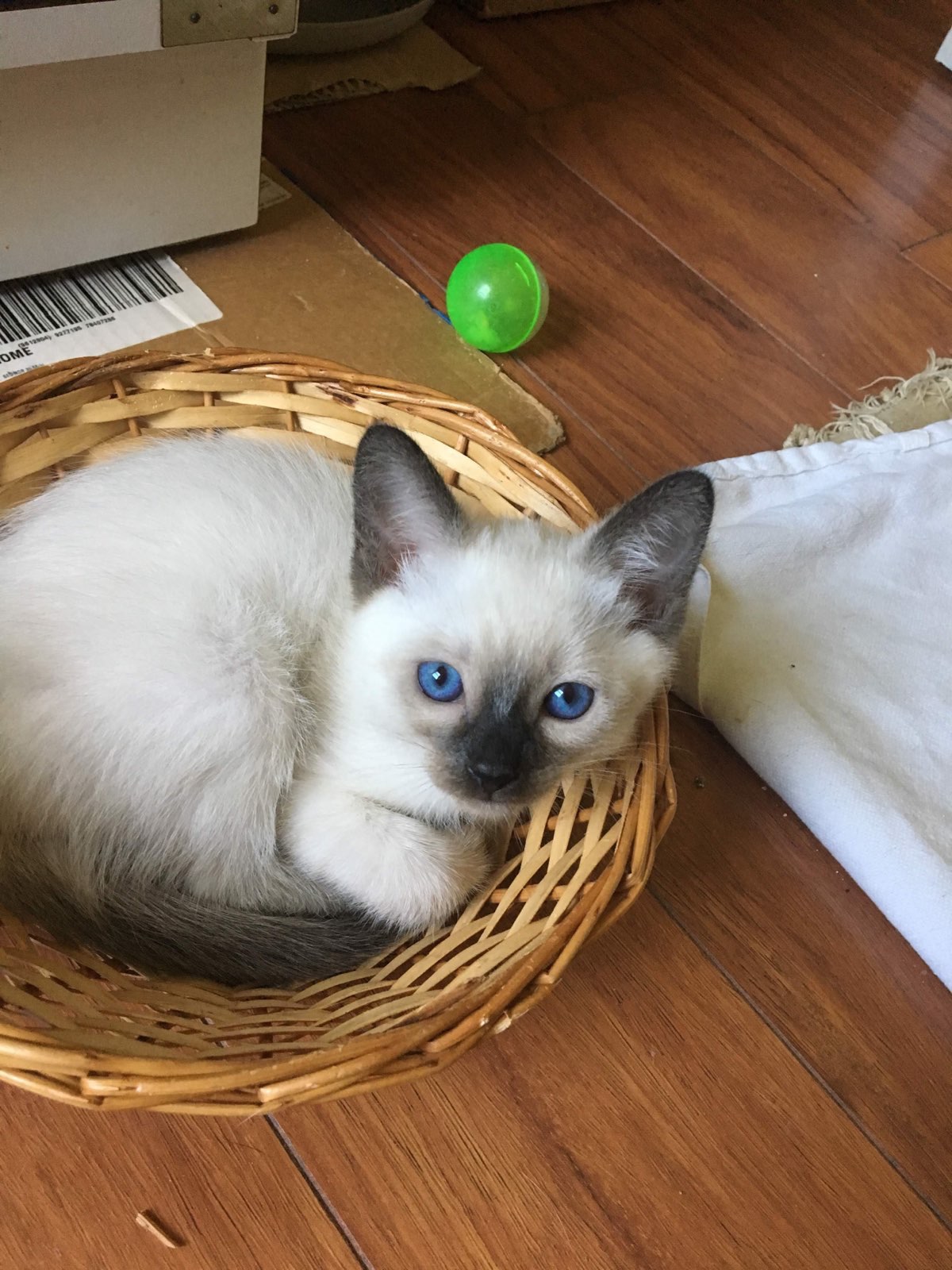 Gallery - Dilworthtown Siamese 