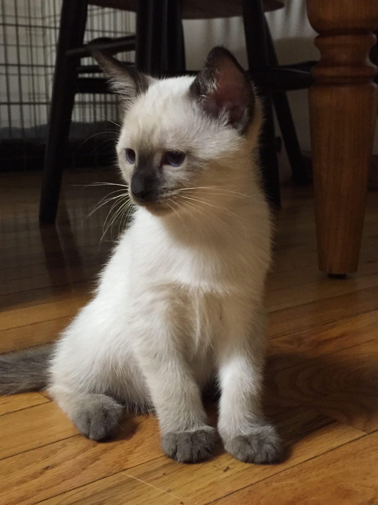 Gallery - Dilworthtown Siamese | Traditional Siamese Kittens