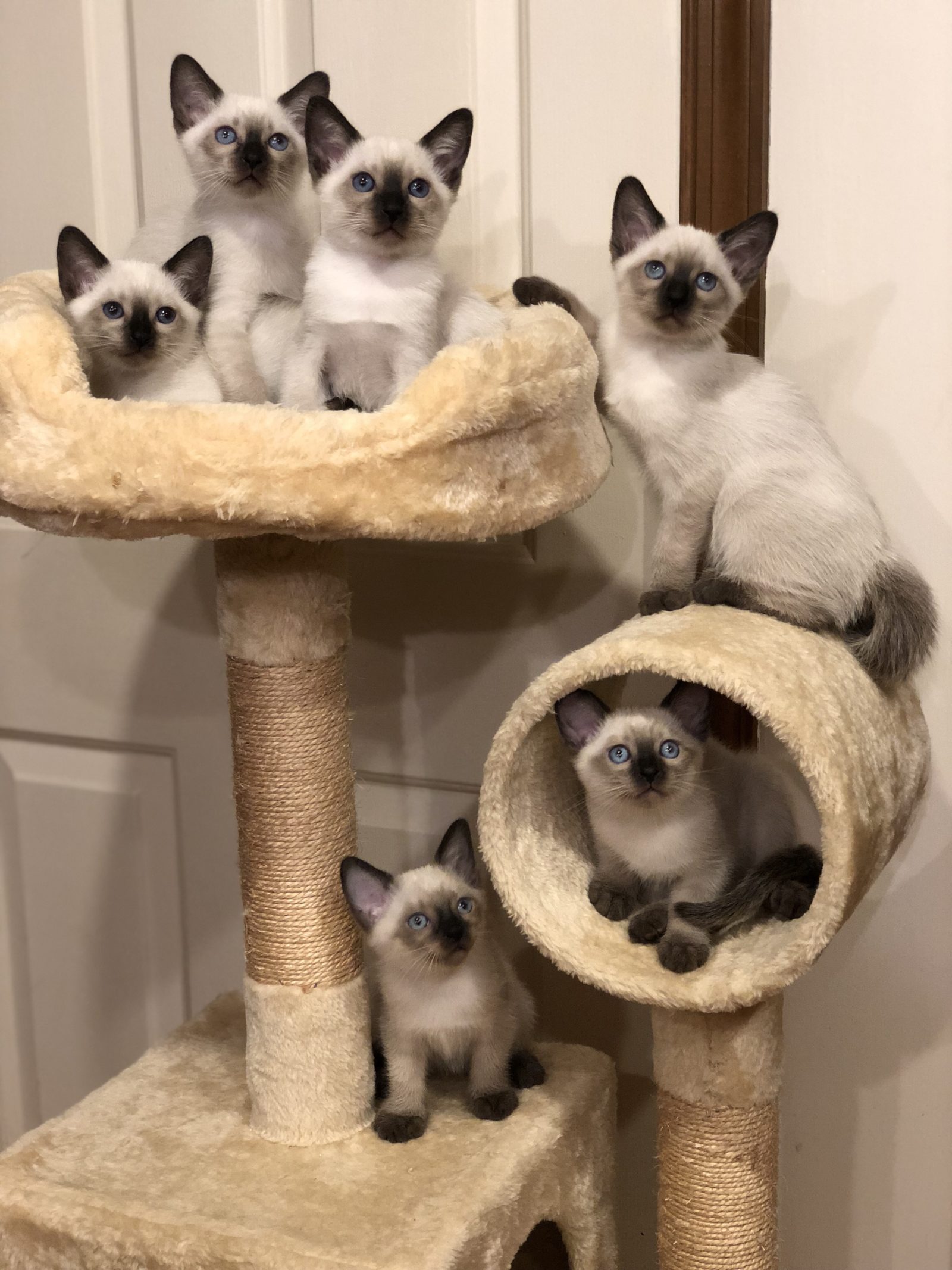 Gallery - Dilworthtown Siamese | Traditional Siamese Kittens