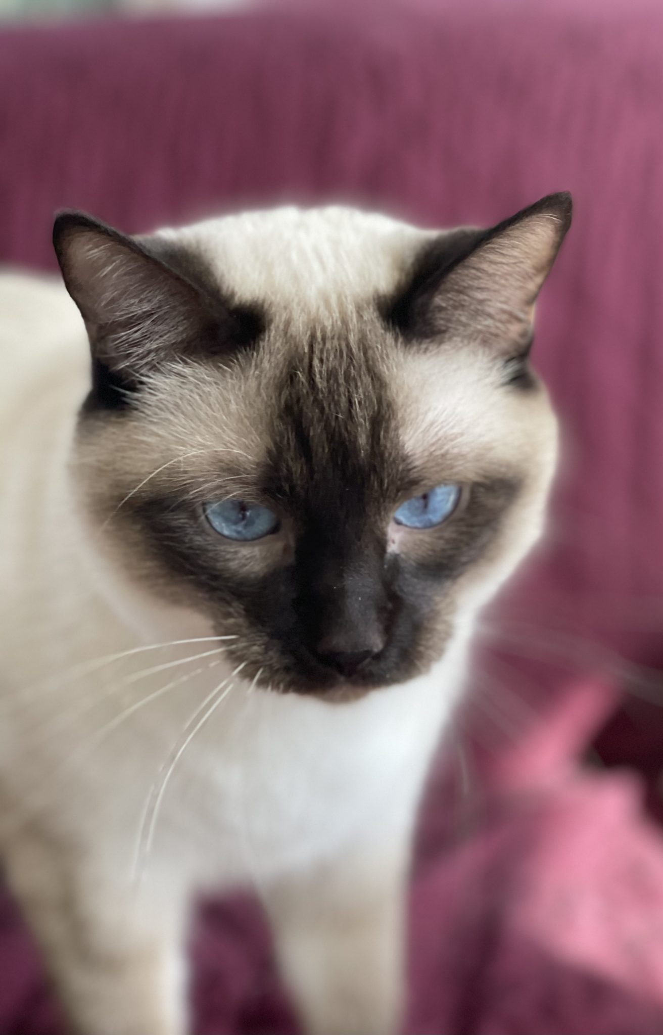 Our Queens - Dilworthtown Siamese | Traditional Siamese Kittens